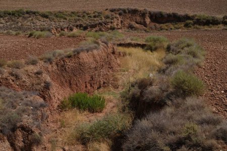 Téléchargez les photos : Une belle vue sur les plantes sauvages poussant sur un lit de rivière sec dans le désert par une journée ensoleillée - en image libre de droit