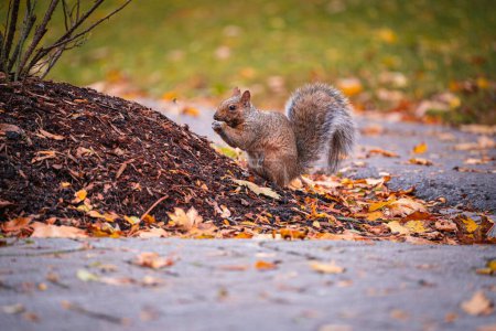 Téléchargez les photos : Un écureuil mignon dans le parc sur le fond flou sur une journée d'automne ensoleillée - en image libre de droit