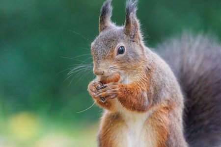 Téléchargez les photos : Gros plan d'un écureuil roux mangeant des noix. - en image libre de droit