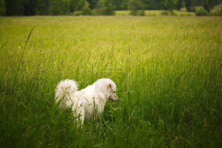Téléchargez les photos : Le mignon chien de berger Maremmano-Abruzzese dans le champ vert par une journée ensoleillée - en image libre de droit