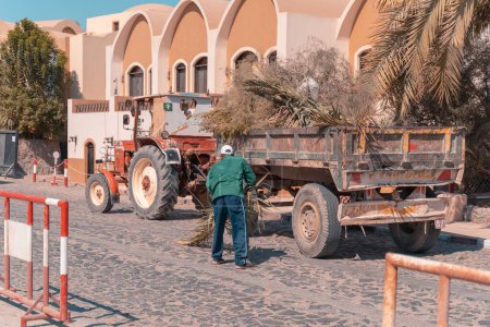 Téléchargez les photos : Un ouvrier qui met les paumes sèches dans un tracteur en Egypte, El Gouna. Afrique du Nord - en image libre de droit