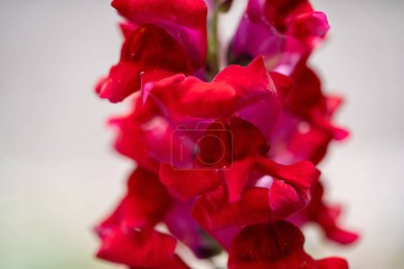 Photo for A selective focus of a red snapdragon growing in Swan Lake Iris Garden on a sunny day - Royalty Free Image