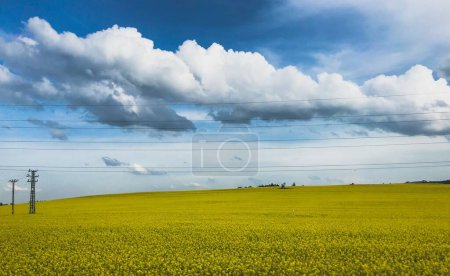 Téléchargez les photos : Une vue panoramique d'un champ de fleurs jaunes sous un ciel bleu nuageux - en image libre de droit