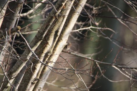 Téléchargez les photos : Plan rapproché de branches d'arbres sans feuilles dans un parc - en image libre de droit
