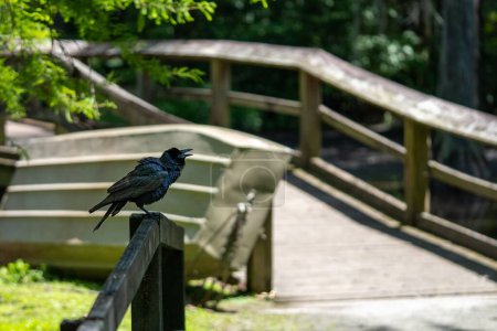 Foto de Un cuervo encaramado en la cerca de madera en el parque Iris Gardens en Sumter, Carolina del Sur - Imagen libre de derechos