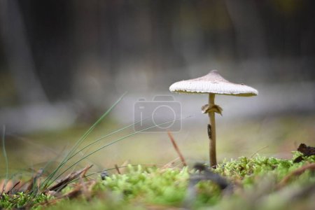 Téléchargez les photos : Gros plan d'un champignon parasol panaché (Macrolepiota procera) - en image libre de droit