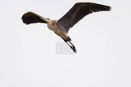 Téléchargez les photos : Vue du bas d'un héron gris volant avec des ailes grandes ouvertes sur un fond blanc - en image libre de droit