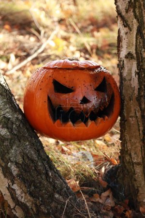 Foto de Un primer plano de una calabaza de Halloween en un bosque - Imagen libre de derechos