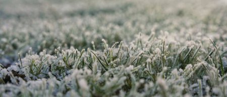 Foto de Un primer plano de la hierba cubierta por la helada en un campo con un fondo borroso - Imagen libre de derechos