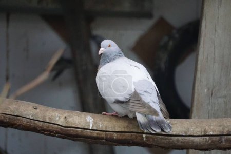Téléchargez les photos : Gros plan d'un pigeon alouette de Cobourg perché sur une branche d'arbre au fond flou - en image libre de droit