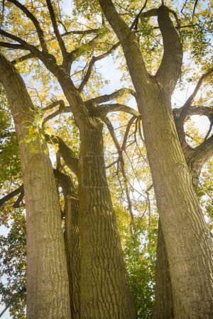 Photo for A vertical shot of tall trees with green leaves in the park under blue sky on a sunny day - Royalty Free Image