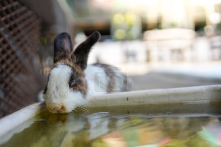 Téléchargez les photos : Gros plan d'un lapin blanc et gris moelleux buvant de l'eau dans le parc - en image libre de droit