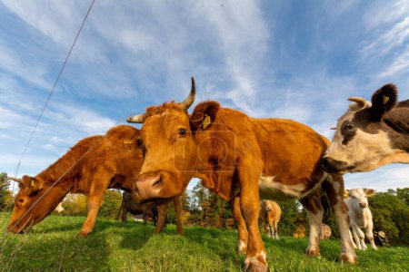 Foto de Una toma de ángulo bajo de una manada de vacas mirando a la cámara en el campo verde bajo el cielo azul - Imagen libre de derechos