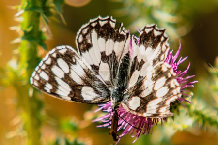 Téléchargez les photos : Gros plan d'un papillon blanc marbré sur un chardon dans un champ sous la lumière du soleil avec un fond flou - en image libre de droit