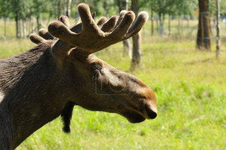 Photo for A profile shot of Alaskan moose in its natural habitat - Royalty Free Image
