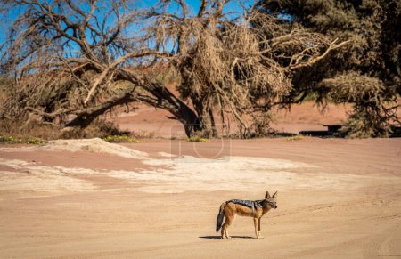 Téléchargez les photos : Un chacal dans la nature en Namibie. - en image libre de droit