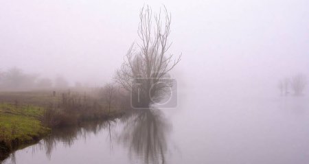 Foto de Un paisaje de un lago rodeado de árboles cubiertos de niebla en un día sombrío - Imagen libre de derechos