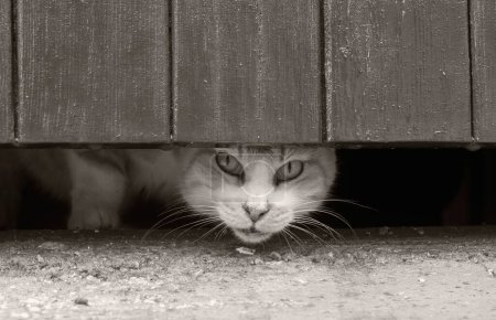 Téléchargez les photos : Mise au point sélective d'un chat maltais jetant un coup d'oeil à partir d'une fissure de porte en bois - en image libre de droit