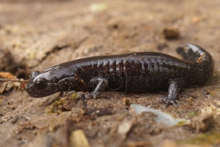 Foto de Detallado primer plano en un oscuro y raro japonés Ishizuchi salamandra costera endémica, Hynobius hirosei en el suelo - Imagen libre de derechos