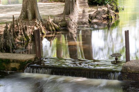 Photo for The Swan Lake Iris Gardens in Sumter, South Carolina - Royalty Free Image