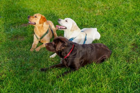 Photo for Three cute Labrador dogs on grass - Royalty Free Image