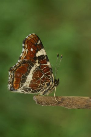 Photo for Natural closeup on the colorful orange spring version of the map butterfly, Araschnia levana with closed wings sitting on twig - Royalty Free Image