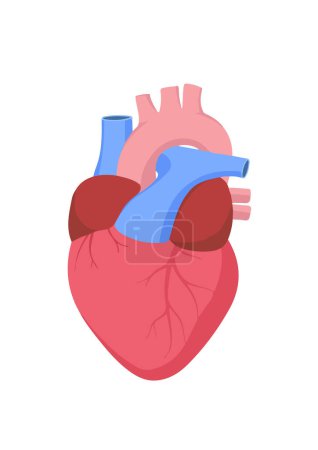 Téléchargez les illustrations : Illustration vectorielle verticale d'un cœur humain anatomique isolé sur fond blanc - en licence libre de droit