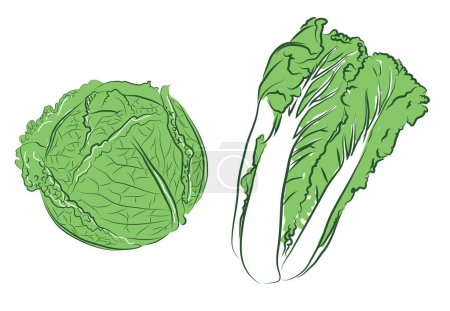 Illustration for The two types of cabbages isolated on a white background. - Royalty Free Image