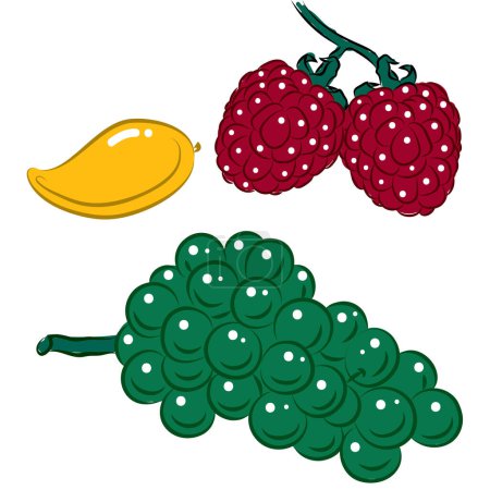 Téléchargez les illustrations : La mangue, la framboise et les raisins isolés sur le fond blanc. - en licence libre de droit