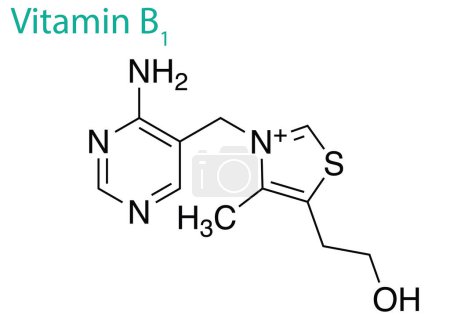 Ilustración de Un diseño gráfico sobre un fondo blanco que ilustra la estructura de la vitamina B1 - Imagen libre de derechos