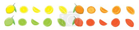 Téléchargez les illustrations : Un ensemble d'agrumes frais sur fond blanc, Oranges, citrons, citron vert et pamplemousse. Entier, moitié et tranche - en licence libre de droit