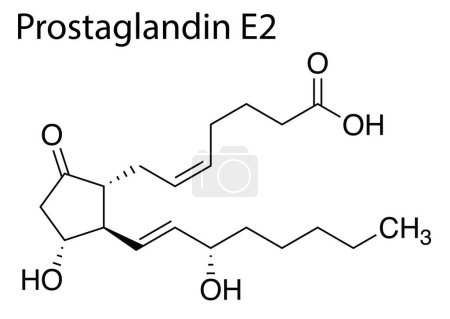 Illustration for A Chemical formula structure of prostaglandin E2 on white background - Royalty Free Image