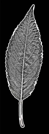 Ilustración de Un arte digital vertical a escala de grises de hoja seca aislada sobre un fondo negro - Imagen libre de derechos