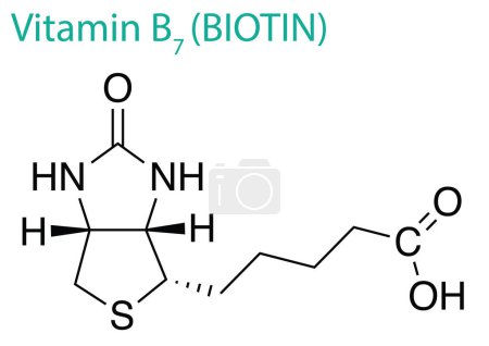 Téléchargez les illustrations : Illustration d'une molécule de vitamine B7 isolée sur fond blanc - en licence libre de droit