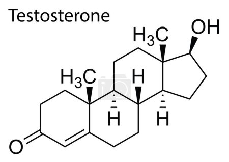 Illustration for A vector of molecular structure of Testosterone human steroid - Royalty Free Image