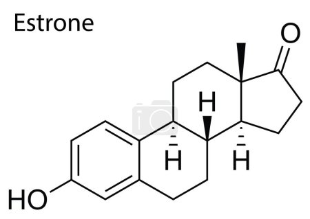 Ilustración de Un vector de la estructura molecular de Estrone esteroide humano - Imagen libre de derechos