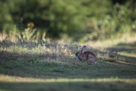 Photo for European rabbit in its natural habitat - Royalty Free Image