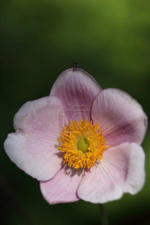 Téléchargez les photos : Beautiful fall-blooming anemone in rose color - en image libre de droit