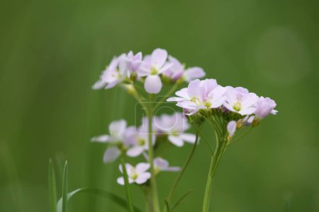 Photo for Closeup of Cardamine pratensis flowers in a meadow - Royalty Free Image