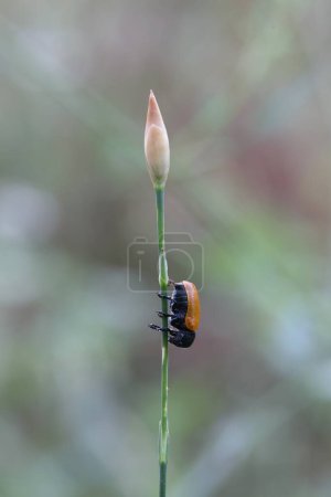 Photo for Ant bag beetle sitting on a little grasslily - Royalty Free Image