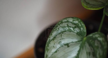 Téléchargez les photos : Philodendron Brandtianum leaf closeup - en image libre de droit