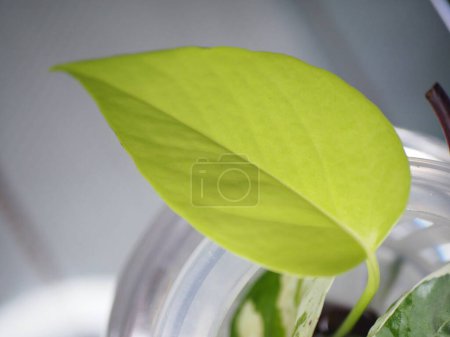 Foto de A leaf of a neon pothos plant - Imagen libre de derechos