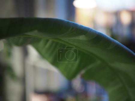 grüne Bananenblätter mit wenig Abwechslung