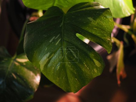 a variegated monstera plant leaf