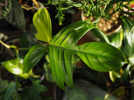 variegated philodendron plant leaf