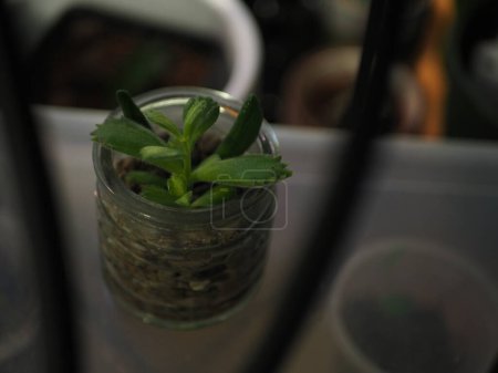 plants propagating in a glass jar