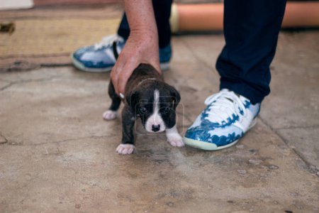 Photo for A few days old puppy taking her first steps while a person holds her gently. - Royalty Free Image