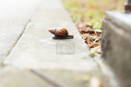 A snail walking on the asphalt towards the grass. Big shell snail on the road.