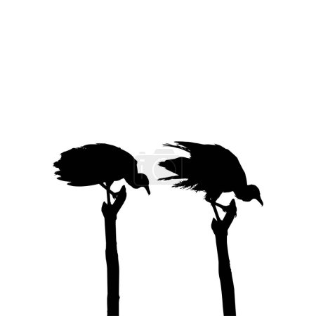 Téléchargez les illustrations : Silhouette of the Black Vulture Bird, Basé sur ma photographie comme référence d'image, Emplacement dans Nickerie, Suriname, Amérique du Sud. Illustration vectorielle - en licence libre de droit