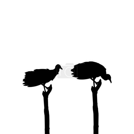 Téléchargez les illustrations : Silhouette of the Black Vulture Bird, Basé sur ma photographie comme référence d'image, Emplacement dans Nickerie, Suriname, Amérique du Sud. Illustration vectorielle - en licence libre de droit